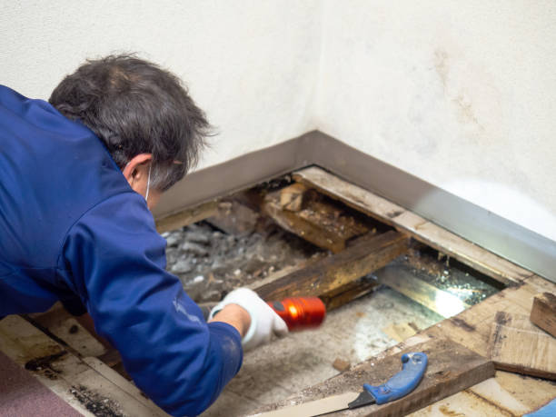 Delphi, IN Mold Remediation Company