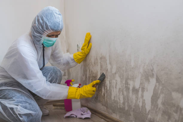 Best Industrial Mold Remediation in Delphi, IN