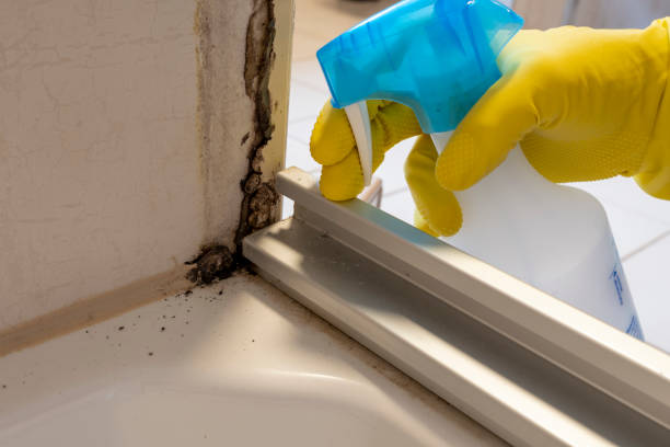 Best Insurance-Related Mold Remediation in Delphi, IN