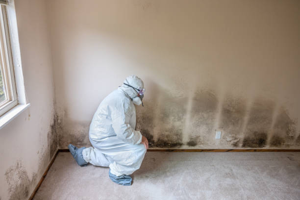 Best Crawl Space Mold Remediation in Delphi, IN
