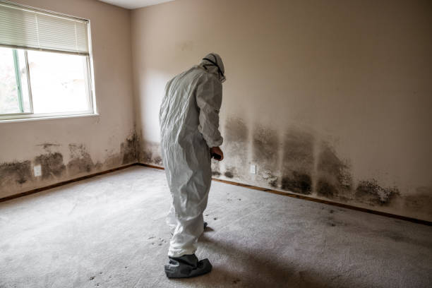 Best Commercial Mold Remediation in Delphi, IN