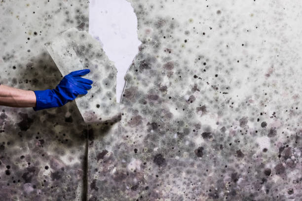 Best HVAC Mold Remediation in Delphi, IN